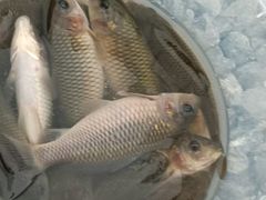 -DGE季风钓虾营地·团建·聚会