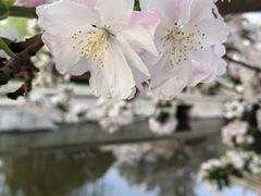 -海棠花溪(元大都城垣遗址公园)