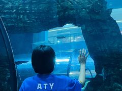 -乐从天佑城海洋馆