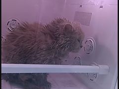 -爱洗澡的猫(天河路店)
