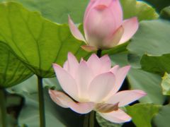-荔湾湖公园