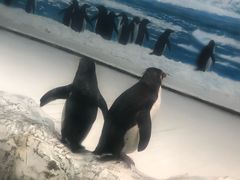 景点-郑州海洋馆