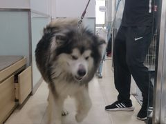 -宠福鑫康馨动物医院·骨科·眼科