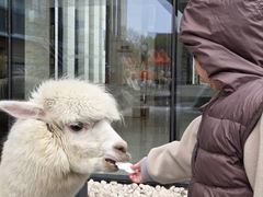 -廊坊固安福朋喜来登酒店