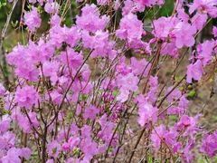 -黑龙江省森林植物园