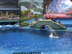 -海合安成都极地海洋公园