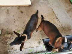 -成都安仁福朋喜来登酒店