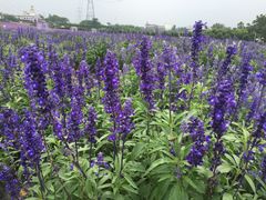 -紫颐香薰山谷景区