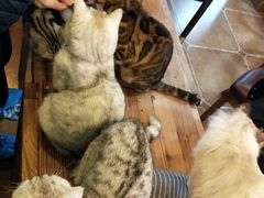 -李小姐の猫咖啡馆(五角场店)
