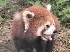 -灵玲国际马戏城