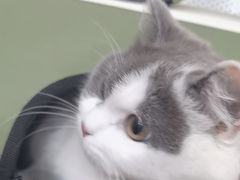 -创凡宠物医院·骨专科  猫科中心(西乡分院)