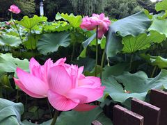 -陈家山荷花公园