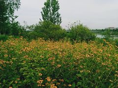 -绿堤公园
