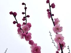 -金卉庄园