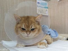 -北京观赏动物医院·24小时大型综合·猫专科·异宠专科