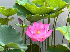 -莲花池公园