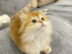 -欣宠猫屋·矮脚拿破仑·蓝金金渐层