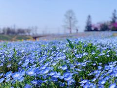 -上海辰山植物园