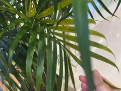 -龙大花卉苗木市场