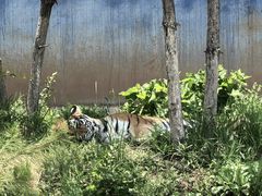 -青藏高原野生动物园