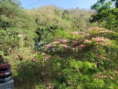 -西双版纳原始森林公园