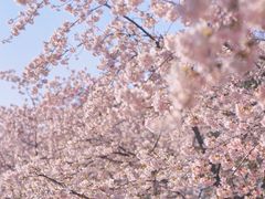 -顾村公园