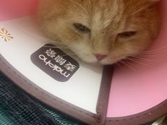 -动物缘宠物医院·骨科·猫科(西二环店)