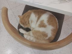 -喵园·猫主题咖啡厅·撸猫·猫咖(国贸店)