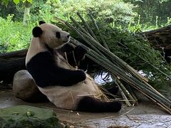 -都江堰中华大熊猫苑