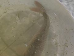 -DGE季风钓虾营地·团建·聚会