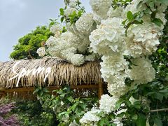 -上海共青森林公园