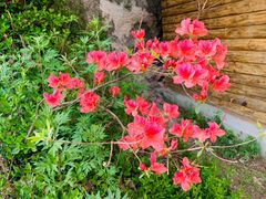 -洛阳白云山景区