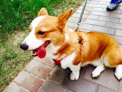 金茂凯悦酒店-上海崇明金茂凯悦酒店