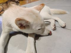 -柴务处·柴犬主题狗咖