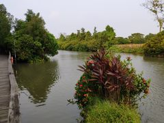 -大湾区中央湿地公园
