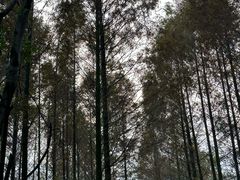 -重庆彩云湖湿地公园