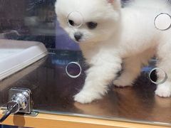 -FAELING PETS美天灵宠物(富力广场店)