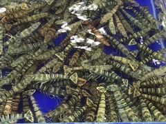 -东江海鲜酒家(艺都分店)