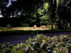 -夜间野生动物园