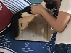 -泰国佛·塔罗·泰牌狐仙古曼