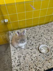 -神奇动物撸宠馆·羊驼·小浣熊·异宠(豫园店)