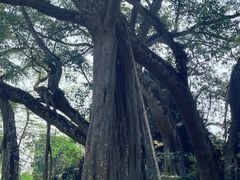 -瑞丽独树成林风景区