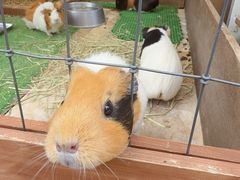 -神户市立六甲山牧场