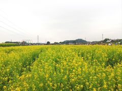 -长洲岛