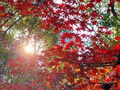 -证大大拇指广场(芳甸路店)