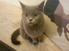 -猫色咖啡·猫咖