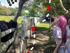 -瑞穗牧场