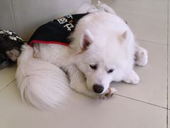 -怪兽屋·羊驼·猫咖·狗咖(俊华广场店)