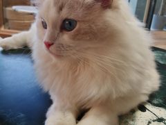 -瞄一喵猫咖(格力海岸店)