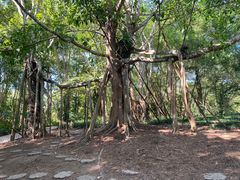 -中国科学院西双版纳热带植物园